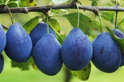 5种最坑娃的食物 千万不要给宝宝吃