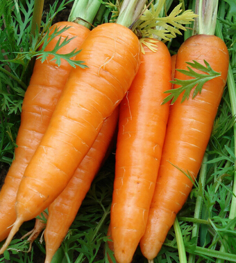 胡萝卜的功效与作用 有助于宝宝健康成长