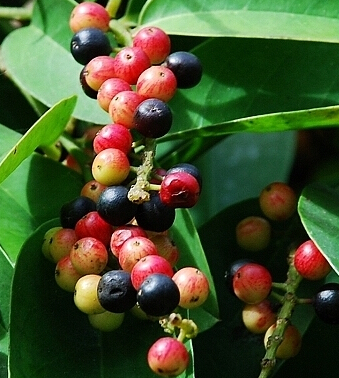 中医保健养生 小儿多涎症中医偏方