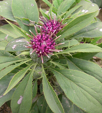 小儿便秘怎么办 中医秘方解决难题