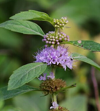 咳嗽偏方 中医治疗宝宝咳嗽5大要则