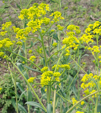 急性黄疸肝炎 小儿急性黄疸性肝炎偏方