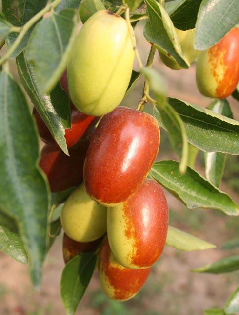 秋季养生 宝宝吃什么水果可以让皮肤不干燥