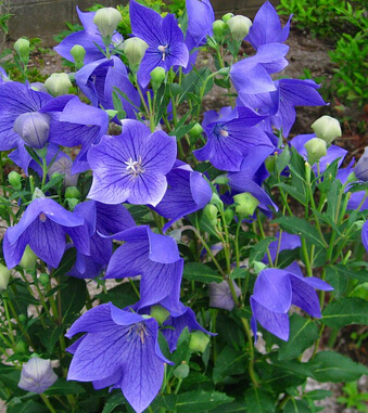 喘息性支气管炎 小儿喘息性支气管炎中医偏方