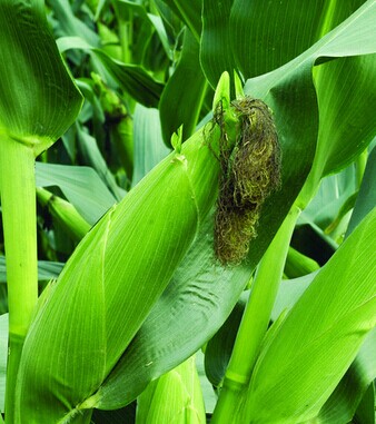 咳嗽有痰吃什么好的快 十三个食疗方来帮你