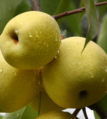 小孩咳嗽吃什么好的快 饮食法治疗儿童咳嗽