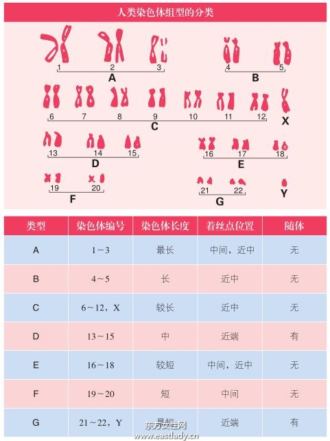 生男育女由性染色体决定