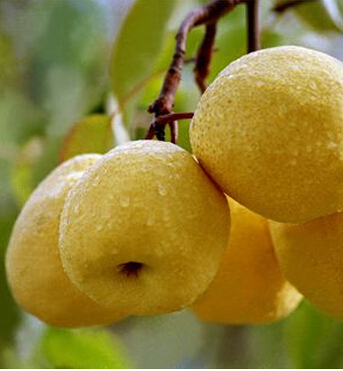 咳嗽吃什么好的快 孕期咳嗽饮食偏方