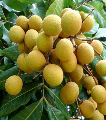 怀孕不能吃什么 孕妇饮食要多样却不能随便