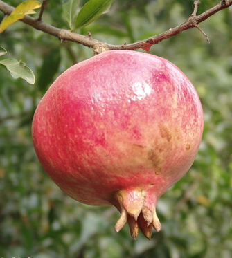 孕妇能吃石榴吗 石榴祛病保健良效