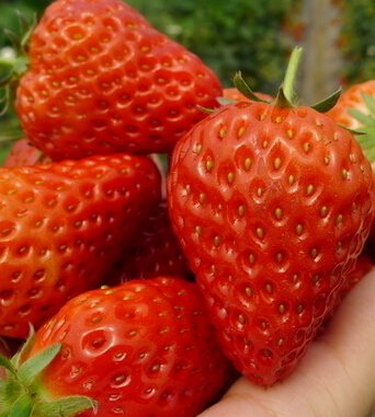 怀孕前的准备 孕前饮食排毒与保健