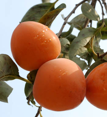 孕妇健康养生食谱 孕妇不可多吃的10种水果