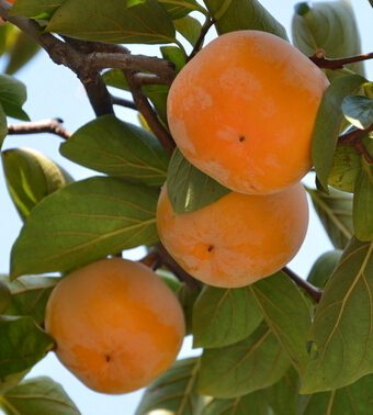 孕妇饮食注意事项 孕妇不能吃的水果大全