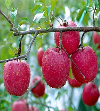 孕妇秋季吃什么水果好  吃梨清热降压