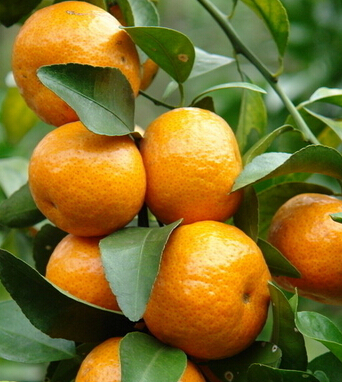 孕妇吃什么水果好 孕妇该如何选择水果