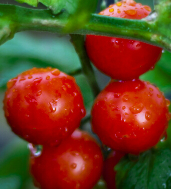 孕妇吃什么好 合理饮食助你孕期防辐射