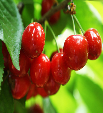 孕妇秋季吃什么水果好  吃梨清热降压