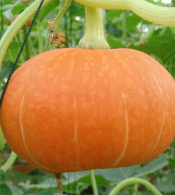 孕妇饮食禁忌 吃什么对孕妇才有营养