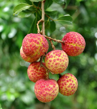孕妇饮食注意事项 孕妇不能吃的水果大全
