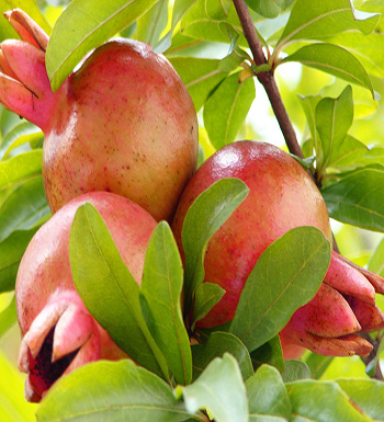 孕妇秋季吃什么水果好  吃梨清热降压