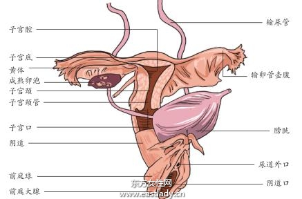 阴道环境也影响生男生女