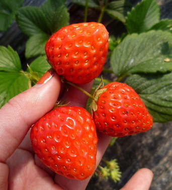 孕妇食谱 孕期饮食搭配窍门