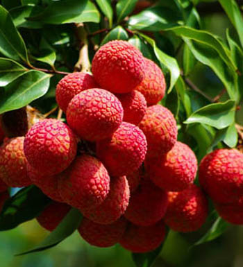 孕妇健康养生食谱 孕妇不可多吃的10种水果