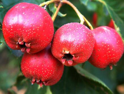 小产后吃什么好 小产后要注意些什么