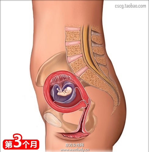 网上最全的怀孕育儿常识