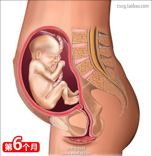 网上最全的怀孕育儿常识