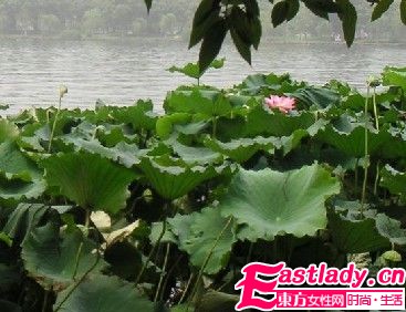 瘦身法之蘑菇荷叶减肥茶