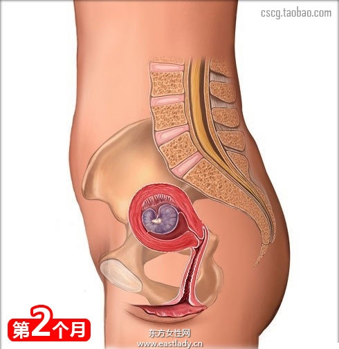 网上最全的怀孕育儿常识