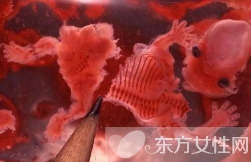 人工流产的最佳时间 人流后多久可以要小孩呢