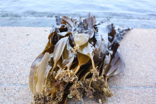 乳腺炎吃什么药 这些偏方你一定要知道