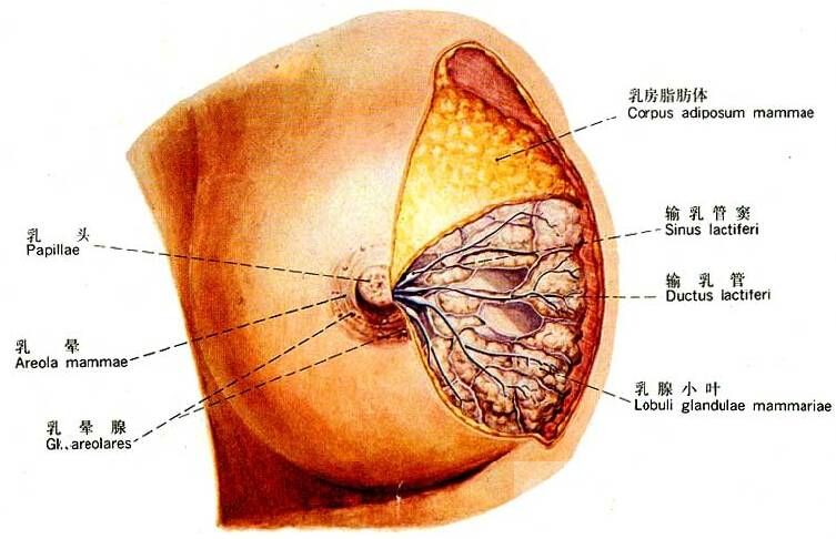 乳腺增生的早期症状 这些食疗方法赶紧收起来哟