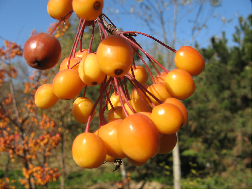 海棠果能在经期食用吗 多种功效吃出健康
