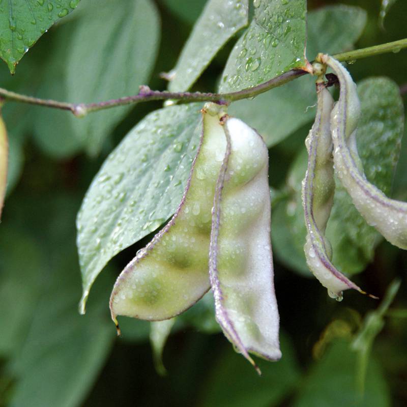 白带异常怎么办 白带异常预示着这些妇科病