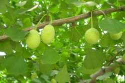 白果的好处多 也可治女性月经不调