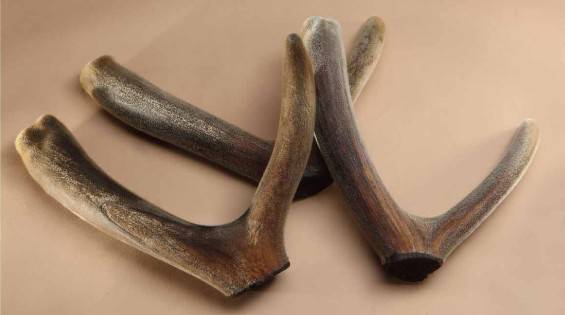 更年期吃什么好 8种食疗方助你调理阳虚体质