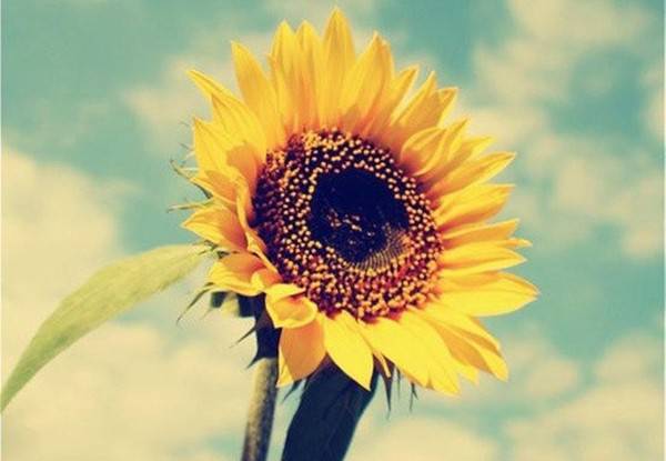 六个有效小偏方助你治疗闭经现象