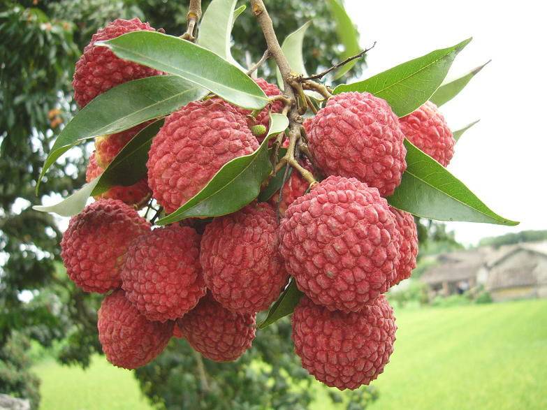 痛经能吃水果吗 推荐4种水果有效缓解痛经