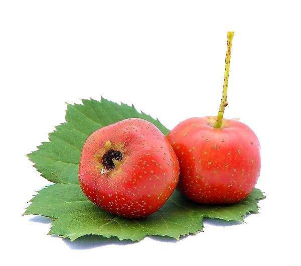 卵巢囊肿吃什么食物好 饮食原则需牢记