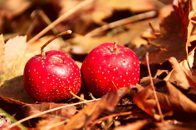 4款食疗方助你调理更年期月经不调