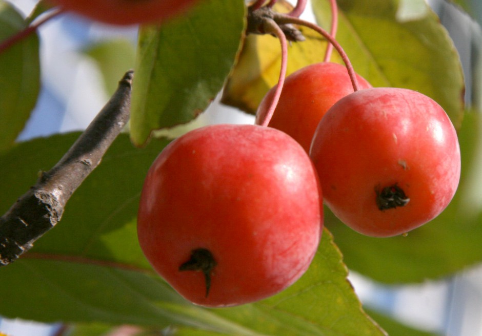 海棠果能在经期食用吗 多种功效吃出健康