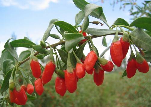 枸杞的功效有哪些 滋肾调经的高级补品