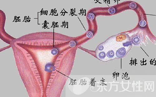 卵巢囊肿的最佳治疗 这些不良习惯易得卵巢囊肿哦