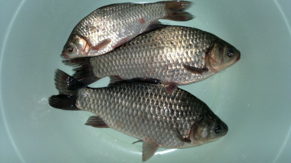 闭经怎么调理 五大食疗方助你调理闭经