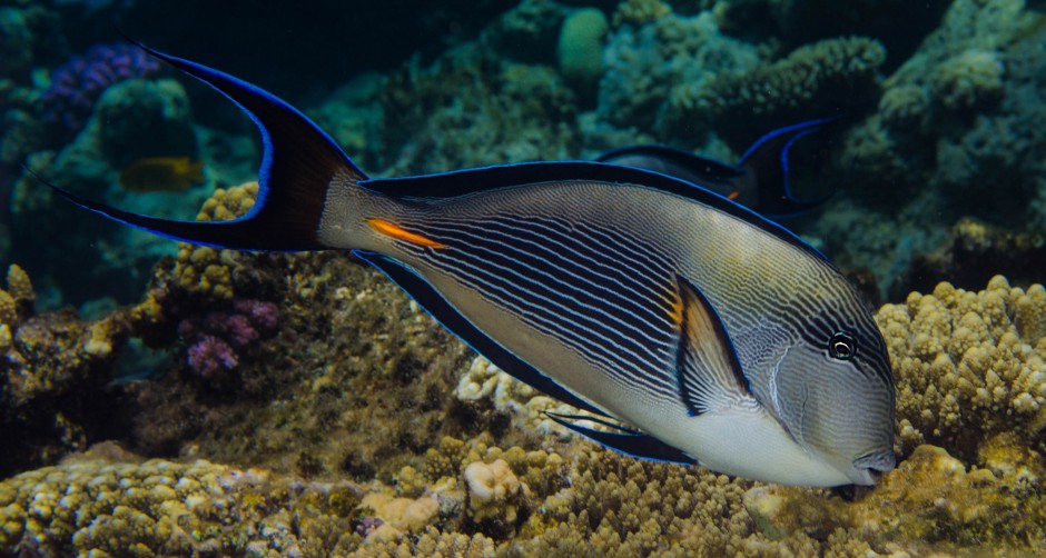 如何避免乳腺增生 从生活方式做起