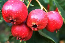 痛经怎么办 3款食谱让你摆脱痛经的烦恼