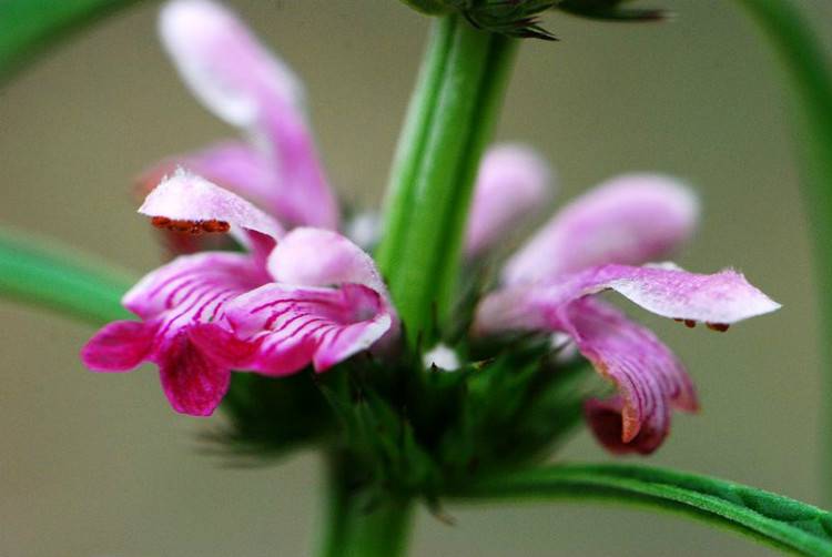 痛经怎么办 5款食谱帮你缓解